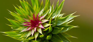 自动化监控的ddos在线攻击工具